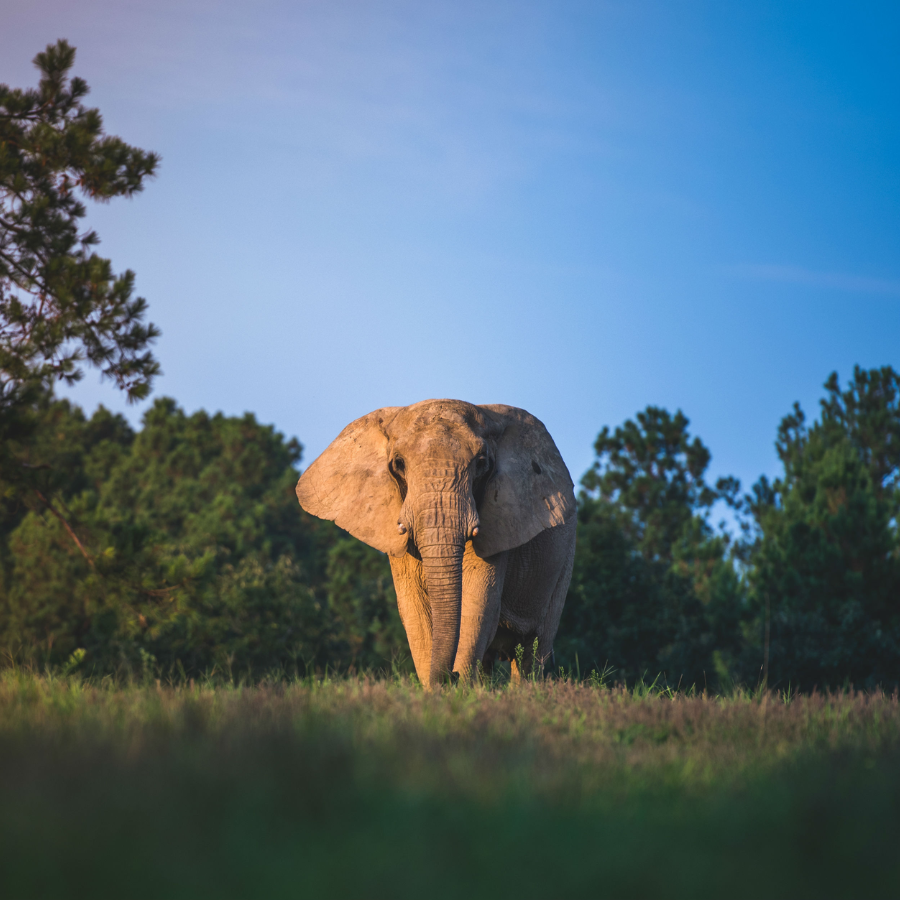 African elephant on forest background